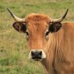 Colis viande de boeuf race Aubrac de la Ferme de Longeville à Deux-Chaises (GAEC DE LA CROIX SOLEIL)