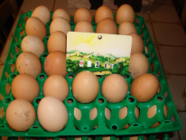 12 oeufs de poules fermières (GAEC DE LA CROIX SOLEIL)